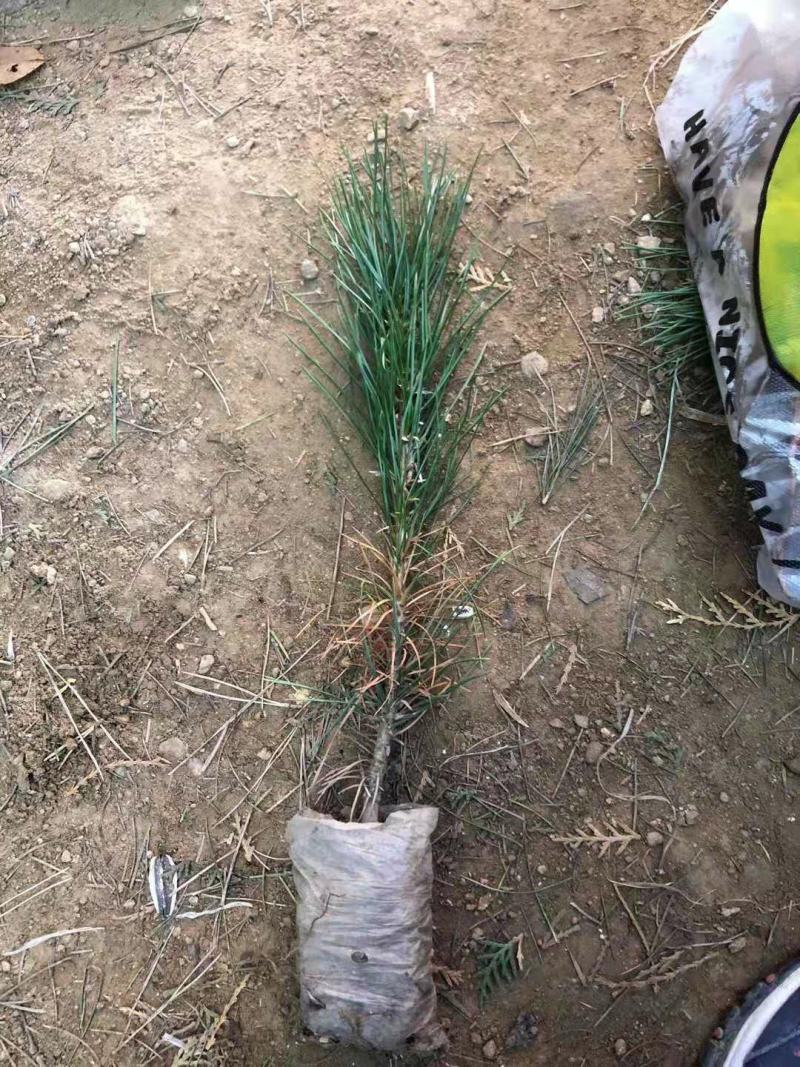 黑松小苗庭院黑松苗黑松树苗四季常青盆景植物松绿化小苗