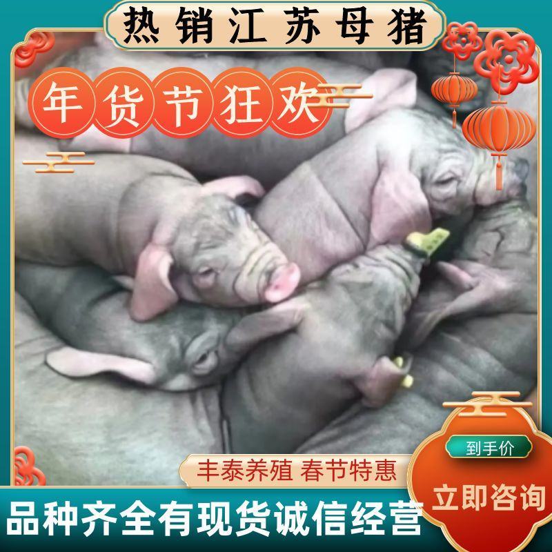 原种太湖母猪苗，包防疫运输包活，诚信经营，
