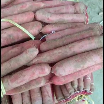 大荔沙底新鲜露地水果红萝卜量大丛优产地直销