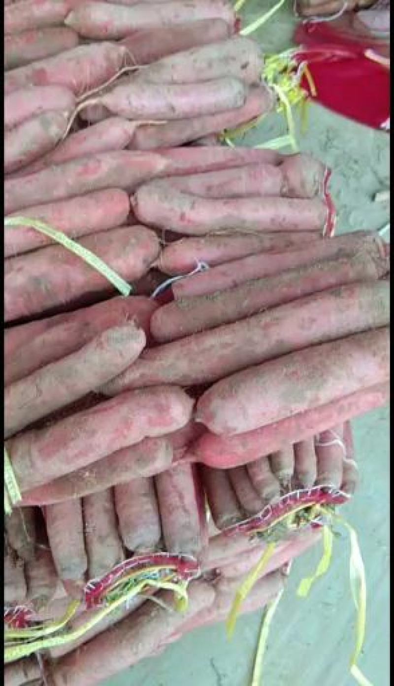 大荔沙底新鲜露地水果红萝卜量大丛优产地直销