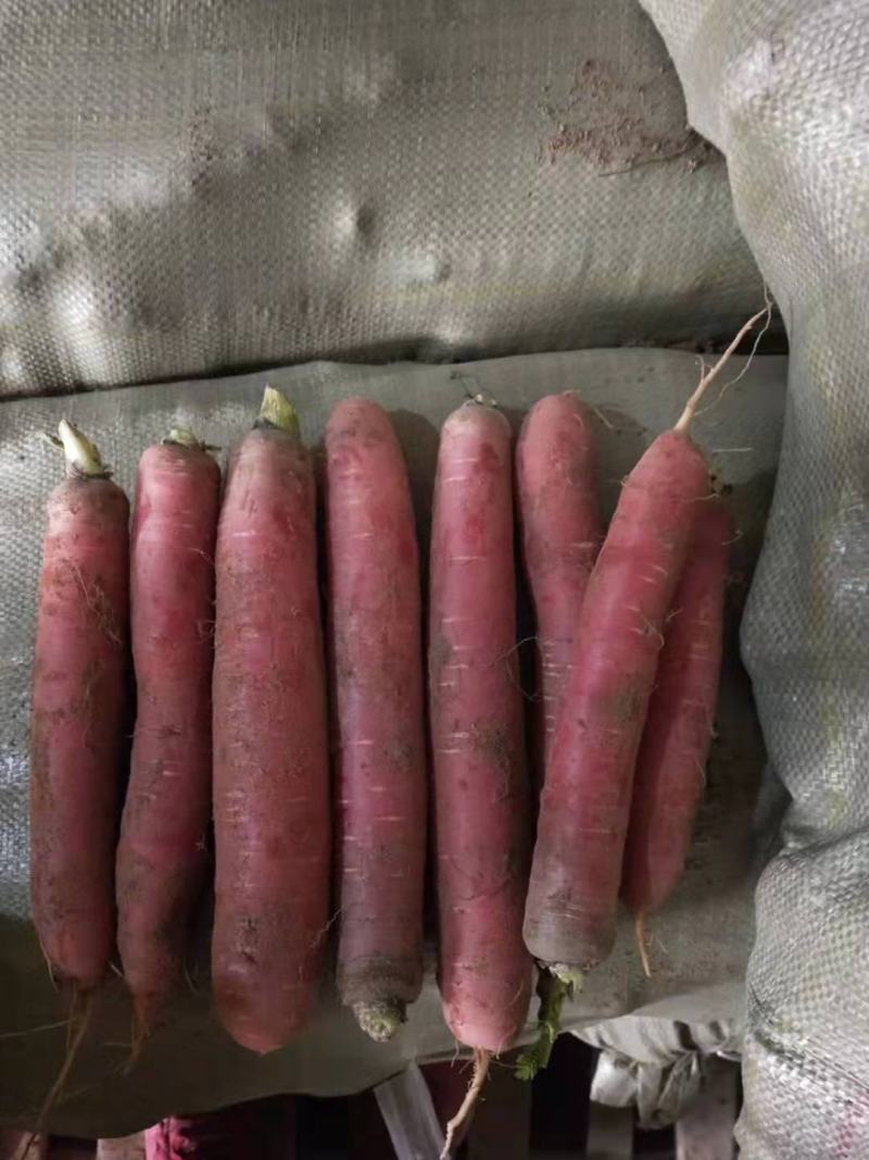 大荔沙底新鲜露地水果红萝卜量大丛优产地直销