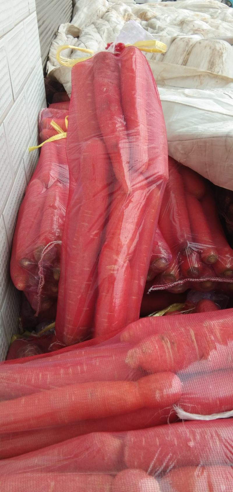 大荔沙底新鲜露地水果红萝卜量大丛优产地直销