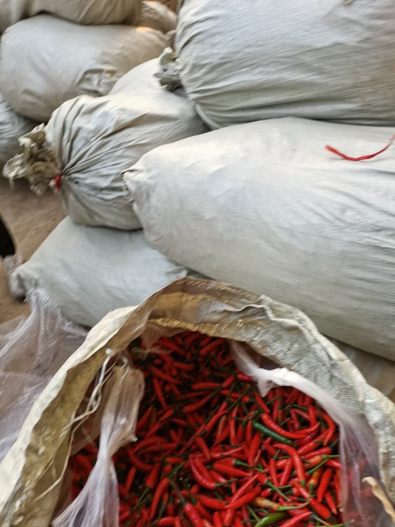 每天有两三吨辣椒，货源稳定