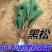 绿化苗木日本黑松小苗庭院黑松苗黑松树苗四季常青盆景植物