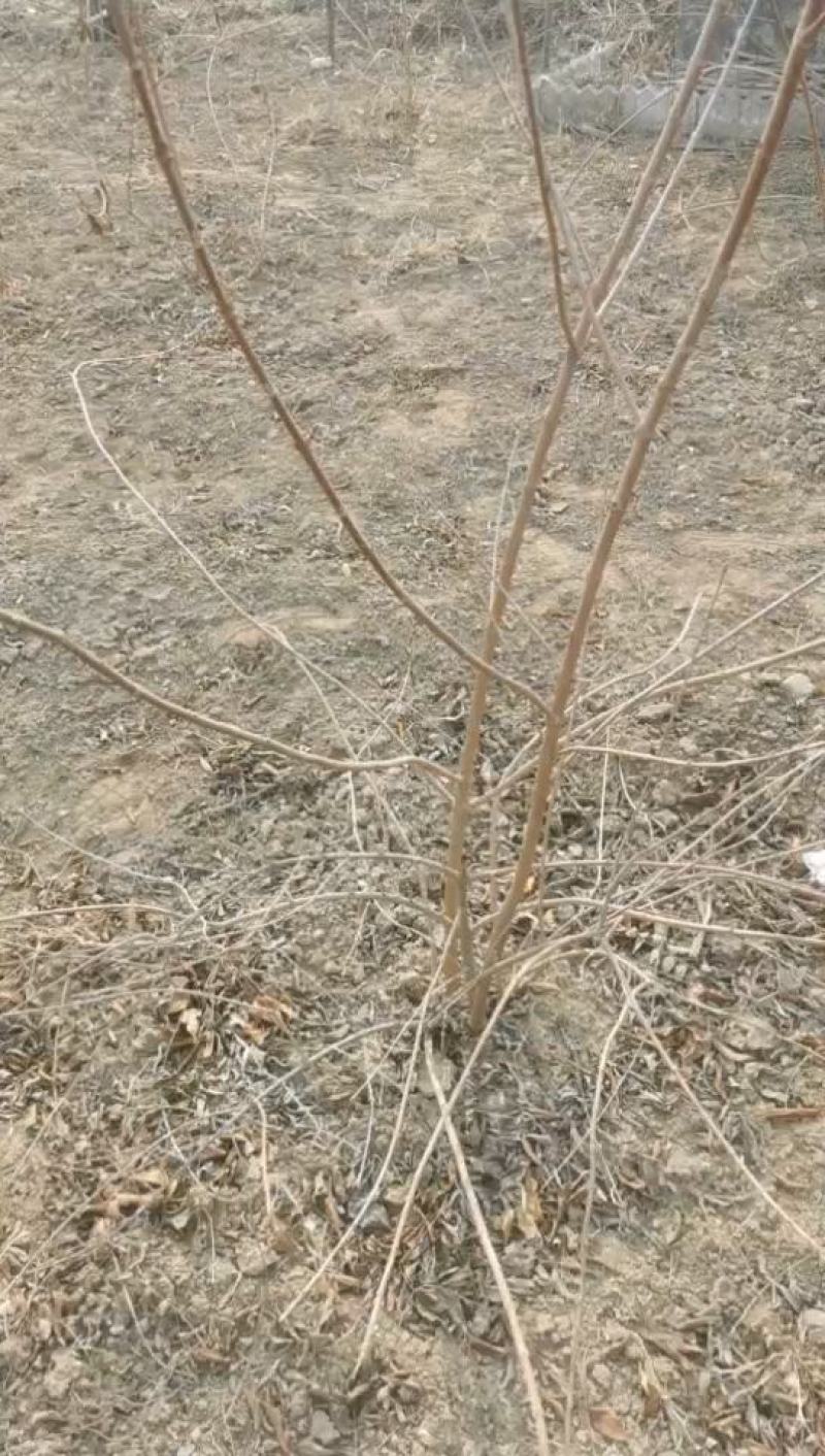 高产大果粒药用连翘苗