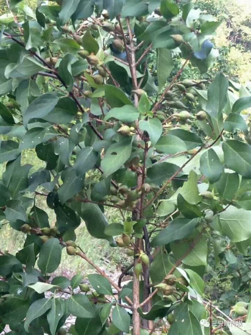 高产大果粒药用连翘苗