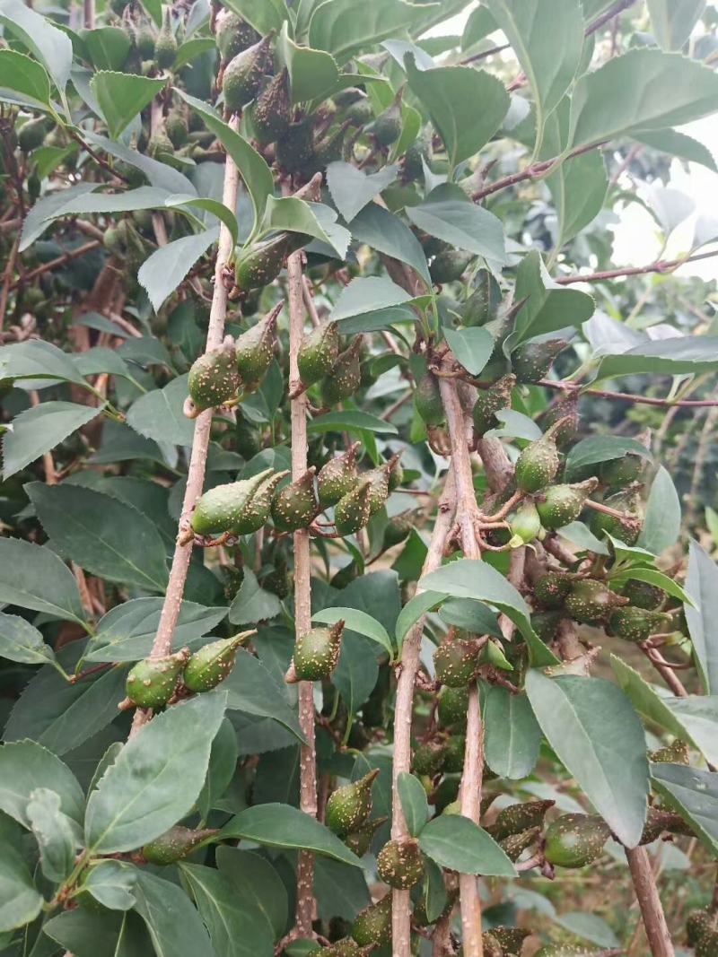 高产大果粒药用连翘苗