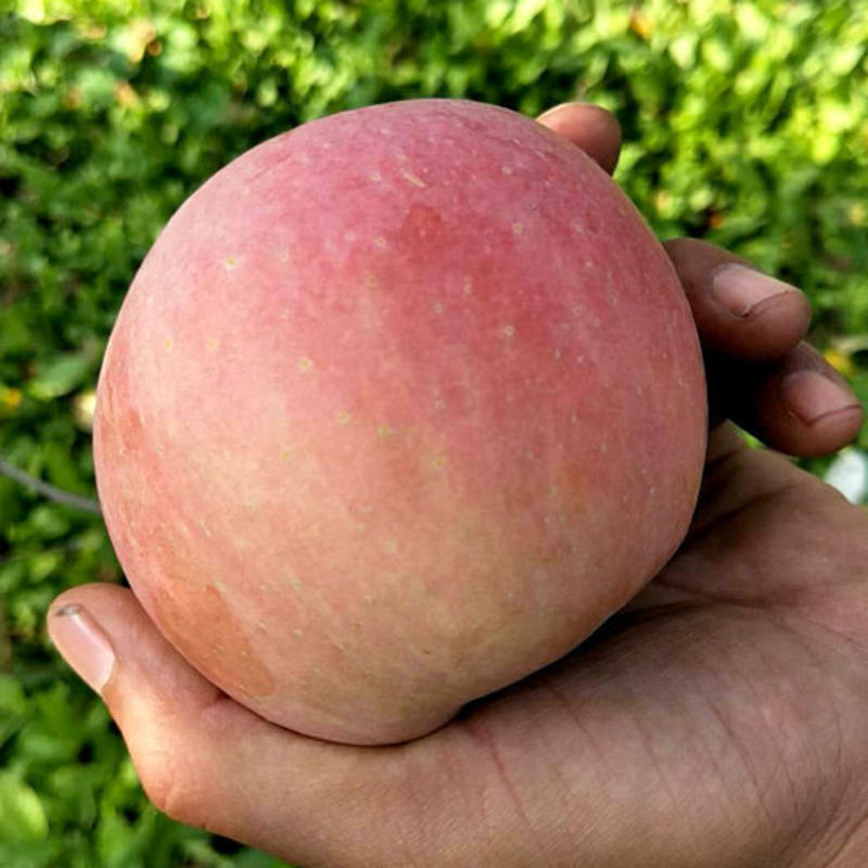 红富士苹果10斤当季新鲜水果脆甜多汁5斤整箱批发