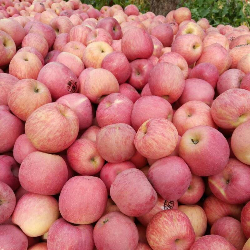 红富士苹果10斤当季新鲜水果脆甜多汁5斤整箱批发