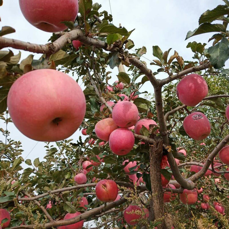 红富士苹果当季新鲜水果脆甜多汁苹果批发