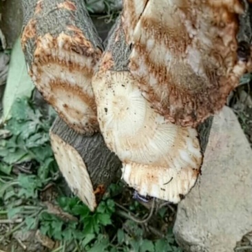 扁旦藤扁藤中药材料包