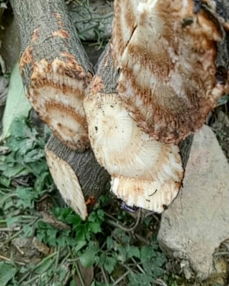 扁旦藤扁藤中药材料包