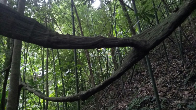 扁旦藤扁藤中药材料包