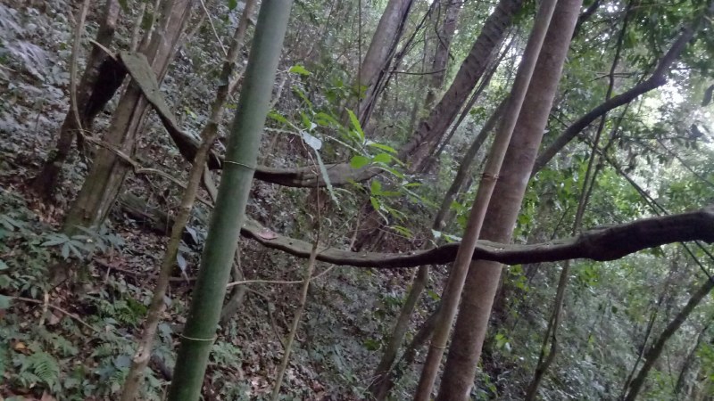 扁旦藤扁藤中药材料包