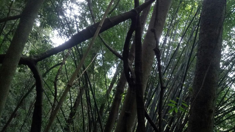 扁旦藤扁藤中药材料包