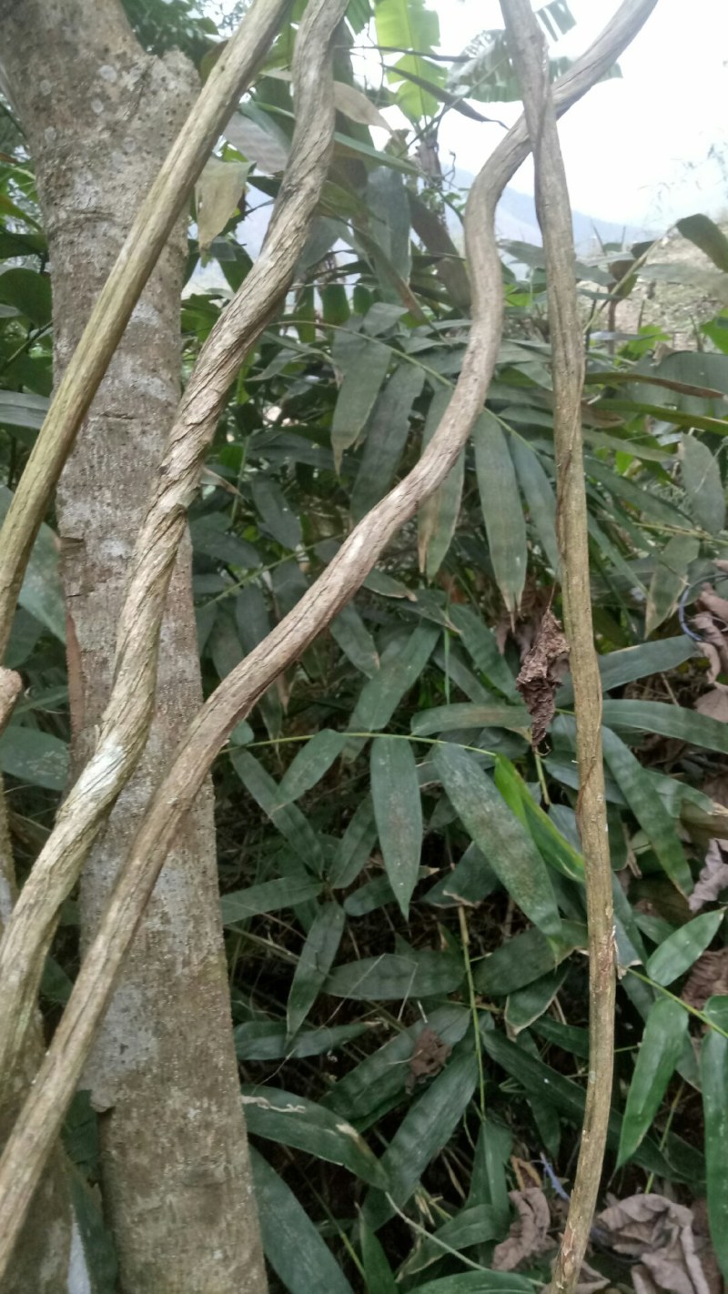 金银花藤金银花藤中药材