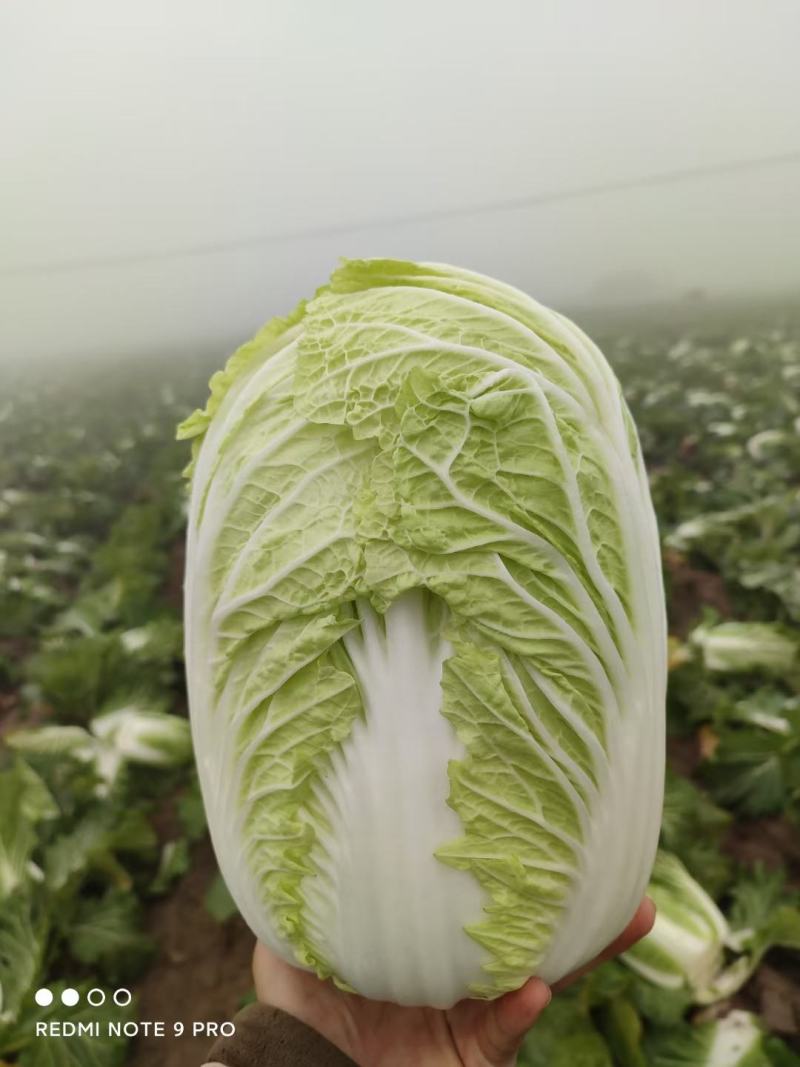 黄心白菜产地直发现砍现装大量供应支持泡菜加工厂，白菜入库