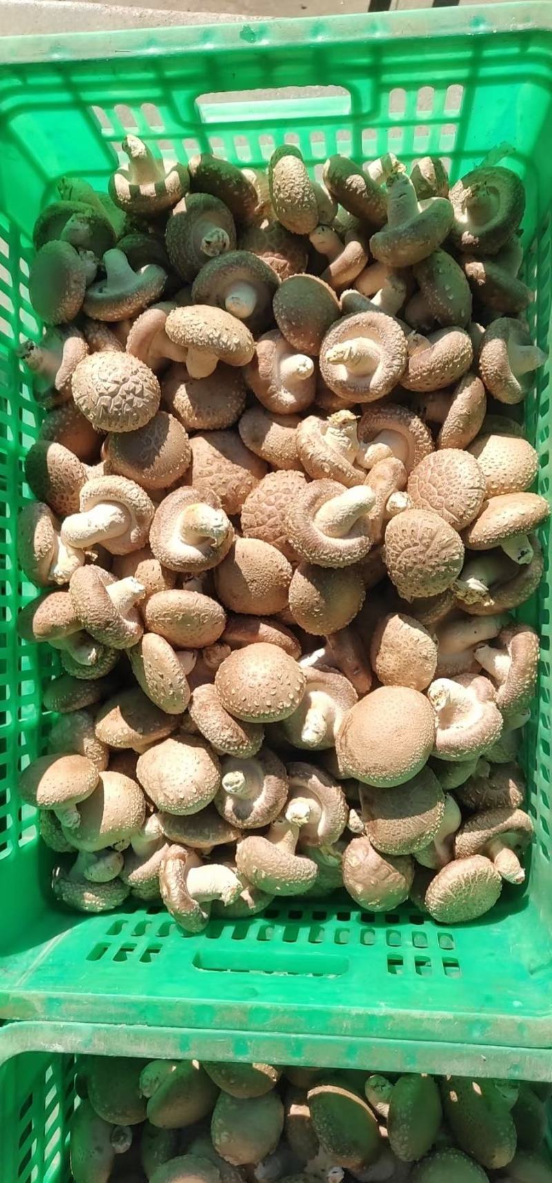 0912香菇基地直供-货源稳定质量保证支持视频看货