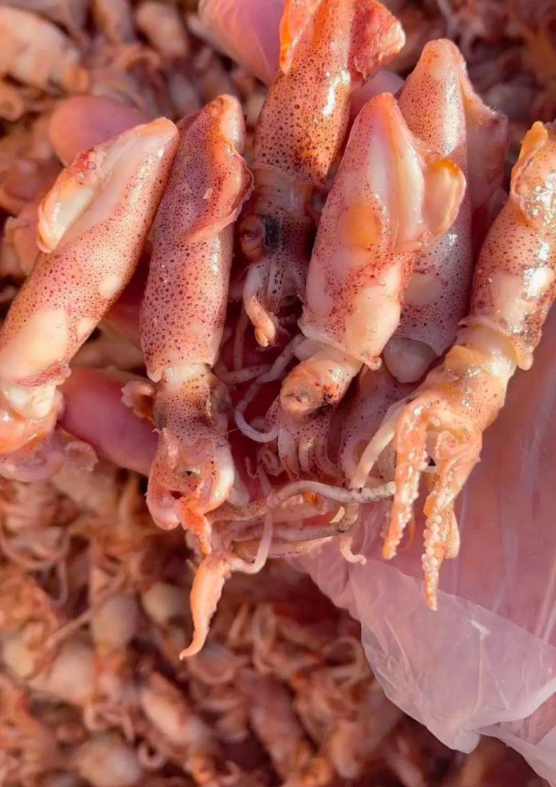 海兔子，质量不错！大量现货，这个干煸辣炒都非常好吃！