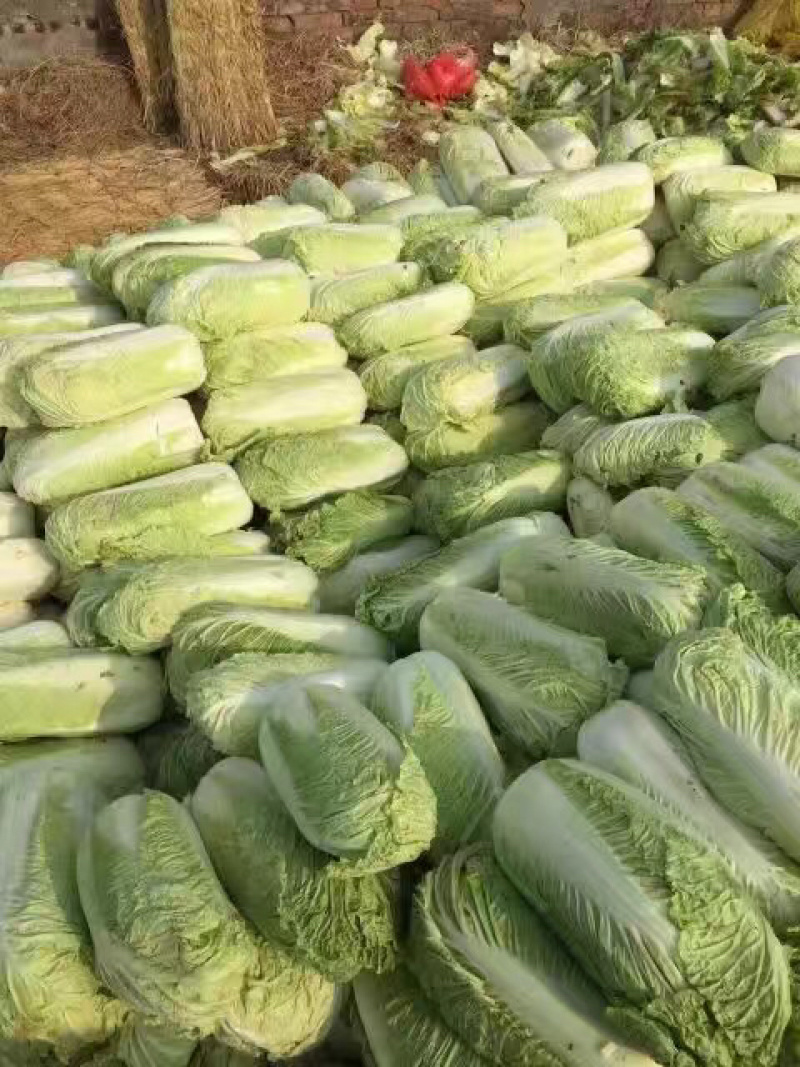 大量供应金乡冷库北京新三号青杂三号