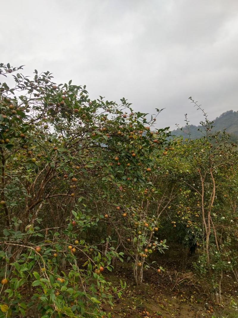山茶油，茶油，野生品种白花茶籽油，现榨现卖。大量供应