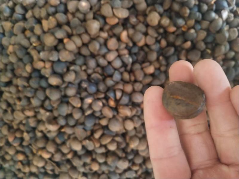 山茶油，茶油，野生品种白花茶籽油，现榨现卖。大量供应