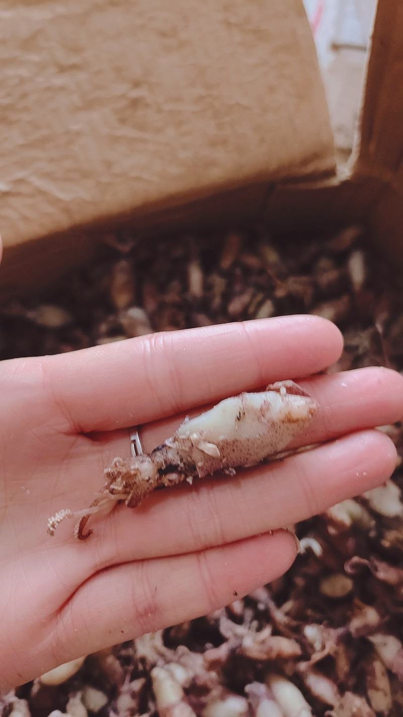 海兔子，质量很好，好几个规格大量现货，薄利多销，一手货源