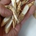 河源紫金本地无硫牛大力薯干片（量大从优）