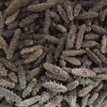 海参（辽参）一手货源，肉质很好！实体店批发，零售均可