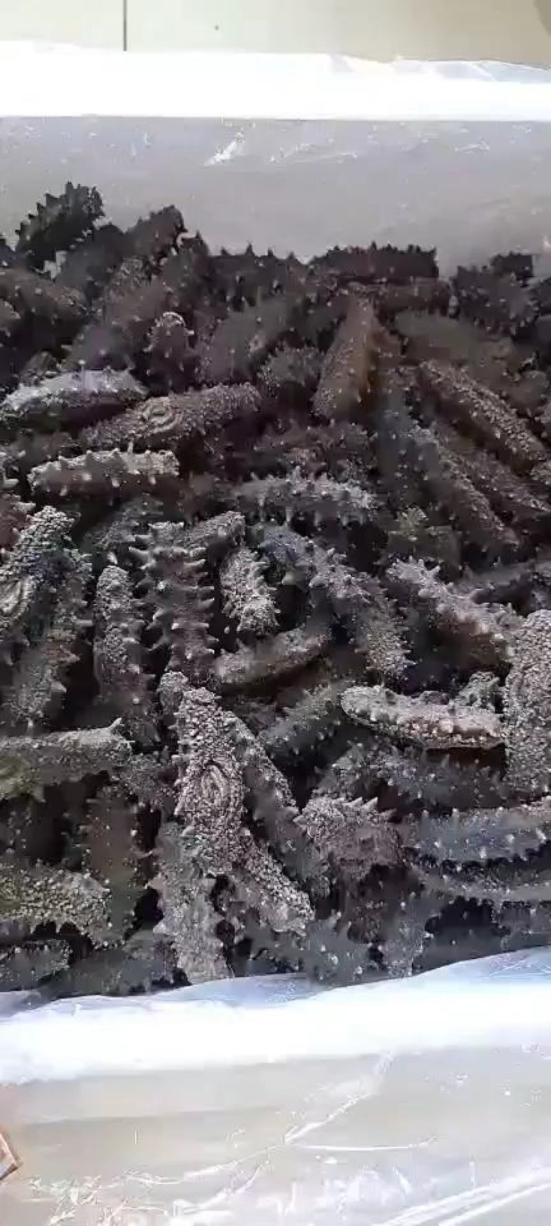 海参（辽参）一手货源，肉质很好！实体店批发，零售均可