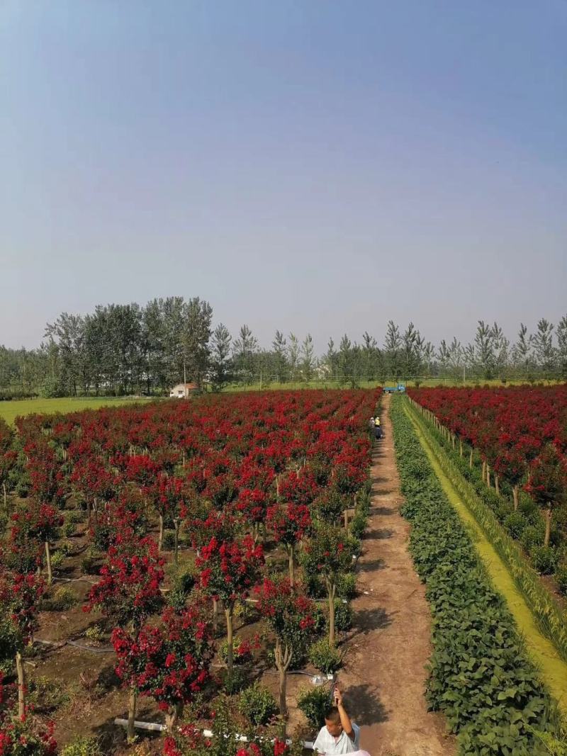 基地直销丛生美国紫薇5-8个分叉，红火箭红火球，实地看货