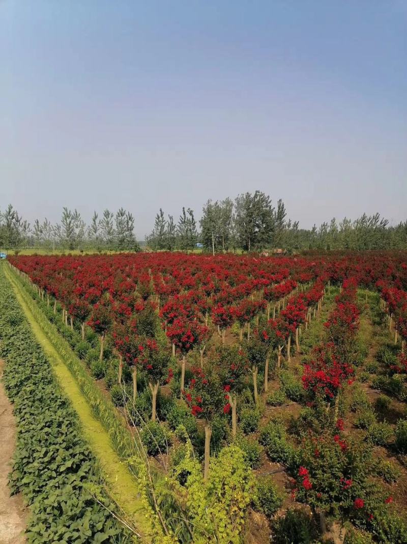 基地直销丛生美国紫薇5-8个分叉，红火箭红火球，实地看货