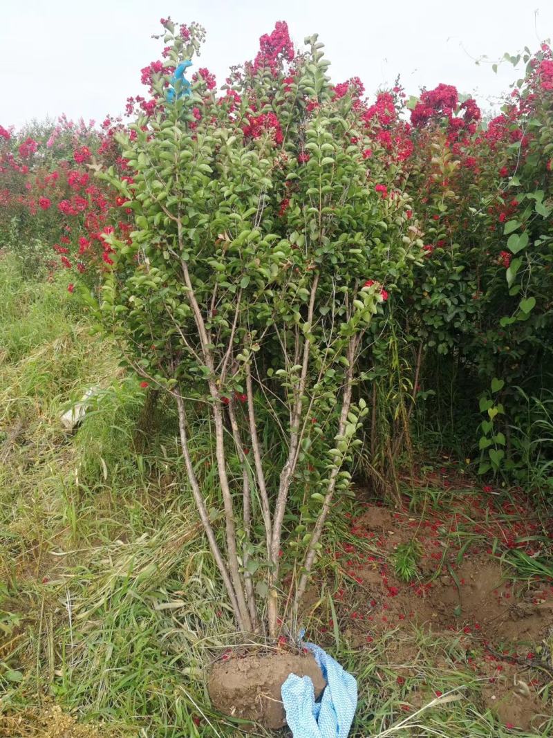 基地直销丛生美国紫薇5-8个分叉，红火箭红火球，实地看货