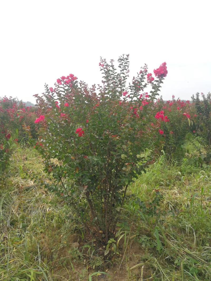 基地直销丛生美国紫薇5-8个分叉，红火箭红火球，实地看货