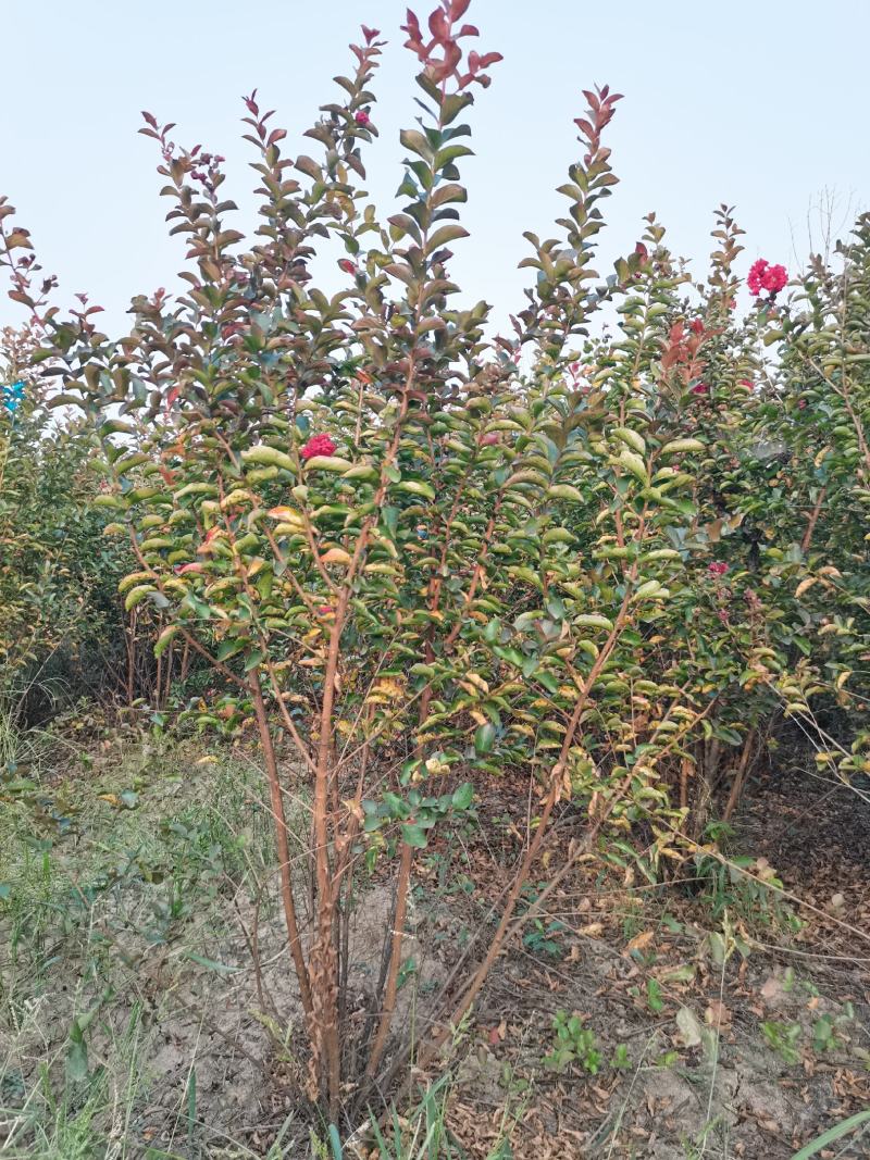 基地直销丛生美国紫薇5-8个分叉，红火箭红火球，实地看货