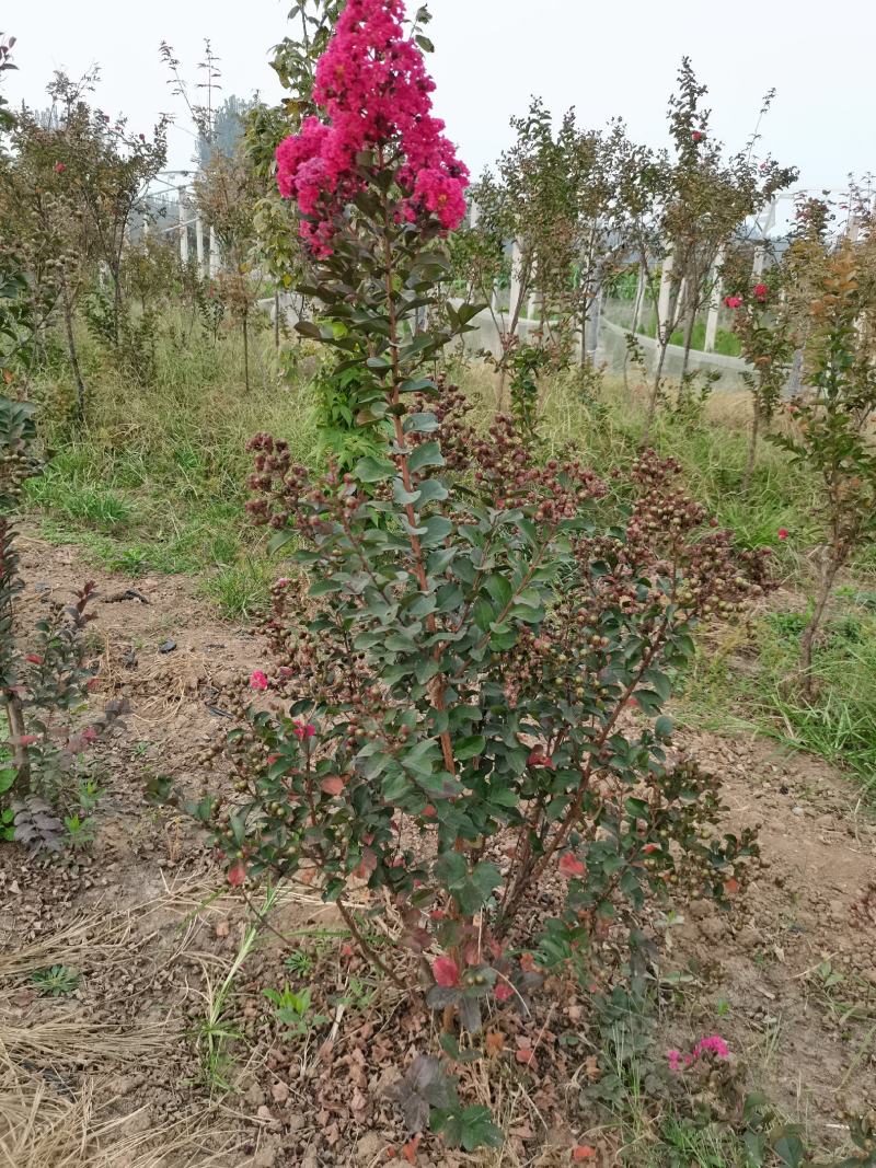 基地直销丛生美国紫薇5-8个分叉，红火箭红火球，实地看货