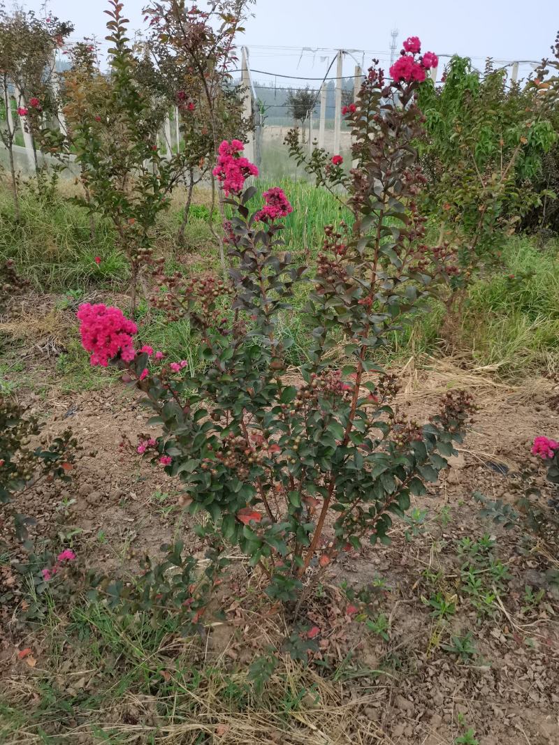 基地直销丛生美国紫薇5-8个分叉，红火箭红火球，实地看货