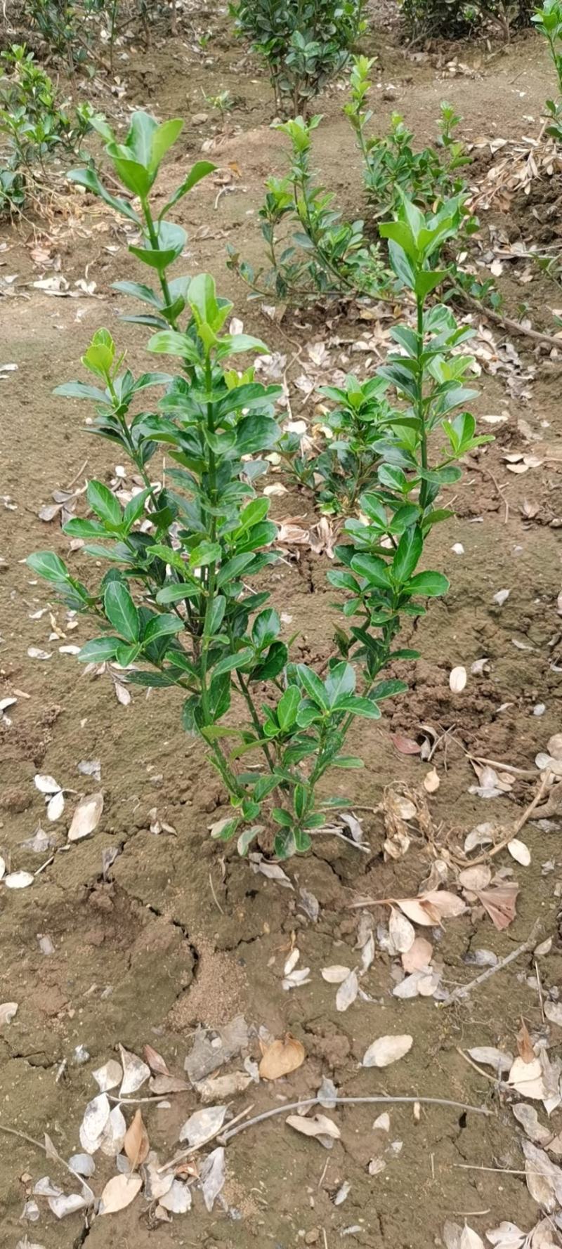 大量批发冬青小苗，农户直销价格优惠，大叶黄杨苗