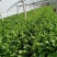 高陵温室大棚芹菜上市中