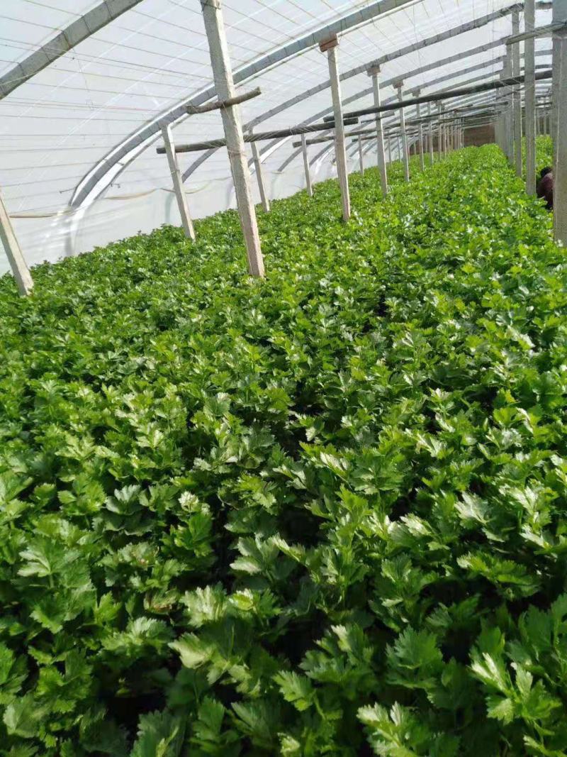 高陵温室大棚芹菜上市中