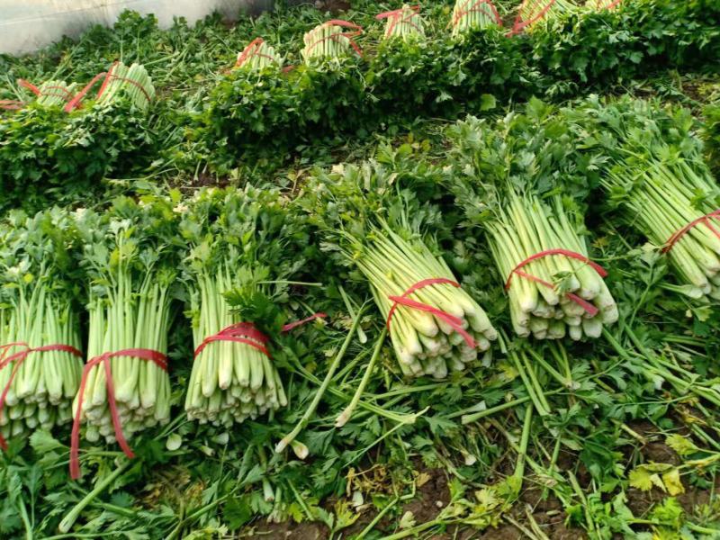 高陵温室大棚芹菜上市中