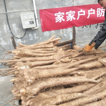 大量新鲜白玉山药批发