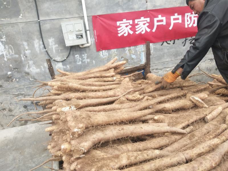 大量新鲜白玉山药批发