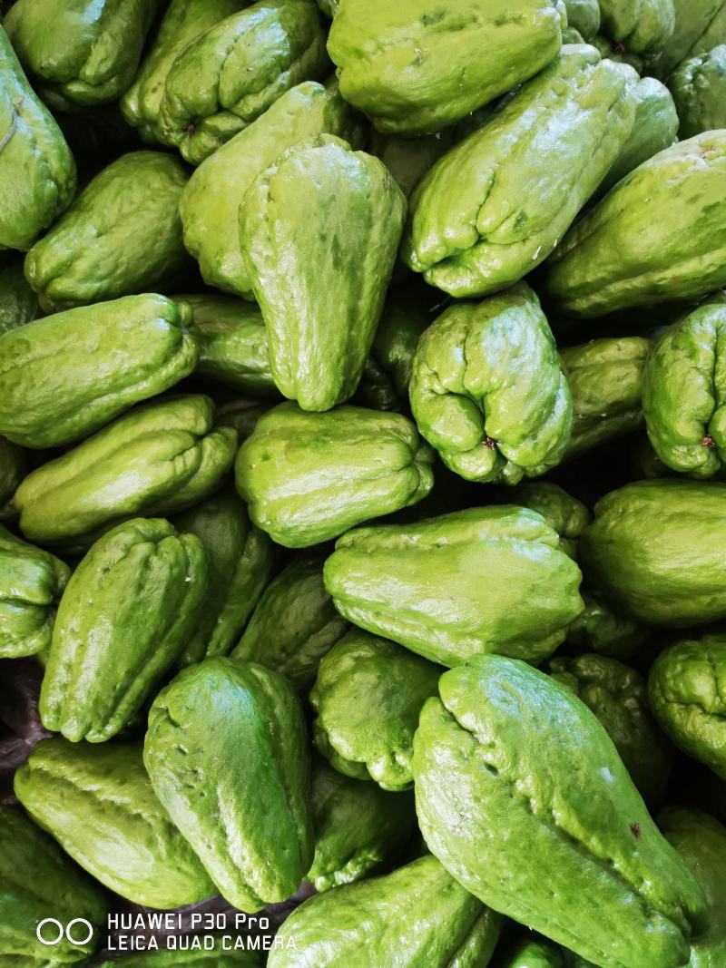 精品佛手瓜，农家乐大量佛手瓜