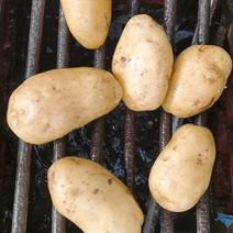 土豆，山东黄心土豆，货源足，质量保证，欢迎咨询订购