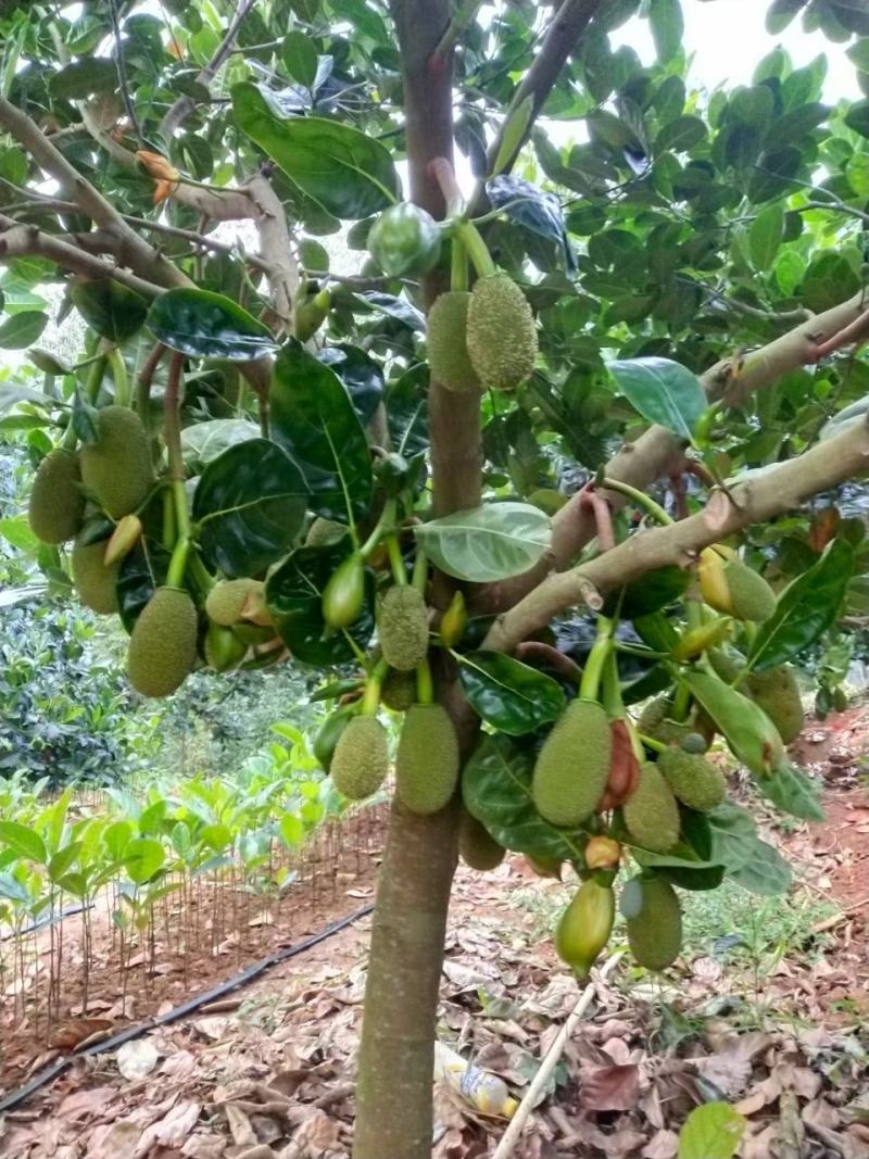 泰国八号菠萝蜜苗香甜可口非常脆口吃了甜而不腻。