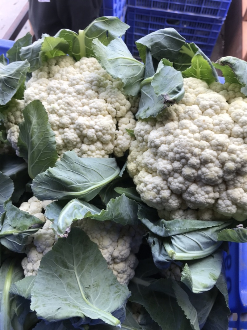 精品花菜大量上市，新鲜现货，量大从优，品质保证
