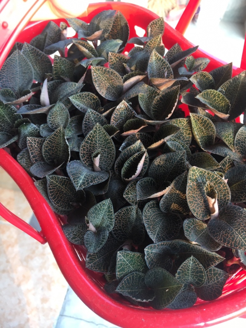 金线莲鲜品土培新鲜金线莲圆叶尖叶长期供货