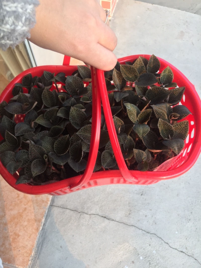 金线莲鲜品土培新鲜金线莲圆叶尖叶长期供货