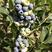 蓝莓树苗蓝莓苗盆栽地栽全国适应种植果树苗